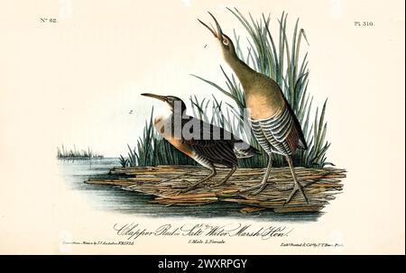 Ancienne illustration gravée de la rame de Clapper ou de la poule des marais salés (Rallus crepitans). Par J.J. Audubon : Birds of America, Philadelphie, 1840 Banque D'Images
