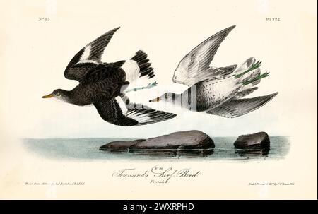 Townsend’s Surf Birds, deux femelles en vol au-dessus des eaux côtières calmes avec des îlots rocheux. Par J.J. Audubon : Birds of America, 1840 Banque D'Images
