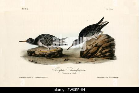 Ancienne illustration gravée de piper de sable violet (Calidris maritima). Par J.J. Audubon : Birds of America, Philadelphie, 1840 Banque D'Images