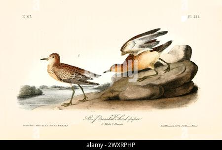 Ancienne illustration gravée d'un piper de sable à poitrine Buff (Calidris subruficollis). Par J.J. Audubon : Birds of America, Philadelphie, 1840 Banque D'Images