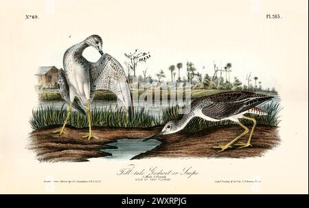 Ancienne illustration gravée de Tell-Tale Godwit ou Snipe (Tringa melanoleuca). Par J.J. Audubon : Birds of America, Philadelphie, 1840 Banque D'Images