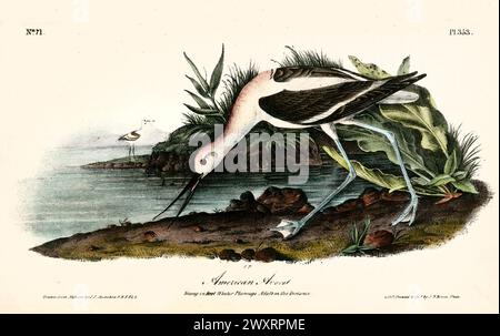 Ancienne illustration gravée d'avocet américain (Recurvirostra americana). Par J.J. Audubon : Birds of America, Philadelphie, 1840 Banque D'Images