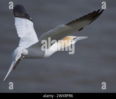 un seul gannet volant avec des plumes de queue vers le bas se préparant à atterrir Banque D'Images