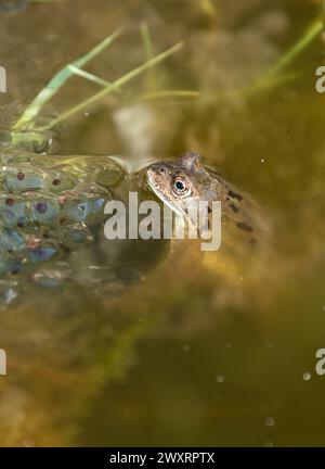 Leimbach, Allemagne. 31 mars 2024. Une grenouille est dans un étang avec son frogspawn. Crédit : Silas Stein/dpa/Alamy Live News Banque D'Images