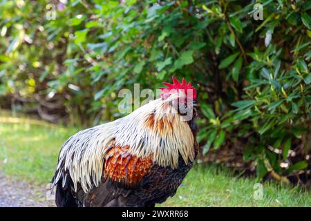 Phoenix Chicken Rooster se dresse fièrement dans un jardin luxuriant, mettant en valeur son peigne rouge frappant et un splendide mélange de plumes blanches, noires et dorées Banque D'Images