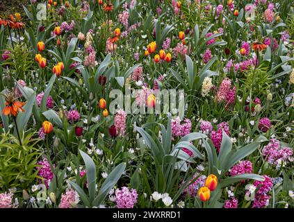 L'abondance de couleurs et de senteurs de diverses espèces de fleurs fleurissant dans le jardin de printemps Banque D'Images