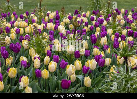 Tulipes colorées et fleurs de Fritillaria imperialis fleurissant dans un jardin Banque D'Images