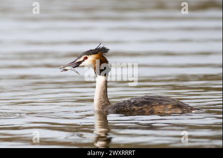 Sauvagine Podiceps cristatus aka Great Crèsted grebe mange du poisson. Incroyable oiseau de république tchèque. Banque D'Images