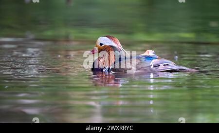 Un canard mandarin flottant sur une rivière entouré d'un feuillage vert éclatant. Banque D'Images