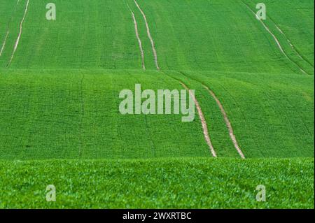 Photographie de fond de paysage ondulé de champ vert abstrait. Banque D'Images
