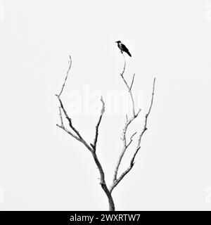 Photo minimaliste en noir et blanc d'oiseau sur le dessus de l'arbre sec. Corvus cornix aka Hooded Crow. Humeur sombre et d'horreur. Banque D'Images