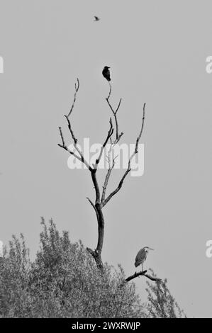 Photo minimaliste d'oiseau sur le dessus de l'arbre sec. Corvus cornix aka Hooded Crow et Ardea cinerea aka Grey Heron . Humeur sombre et d'horreur. Banque D'Images