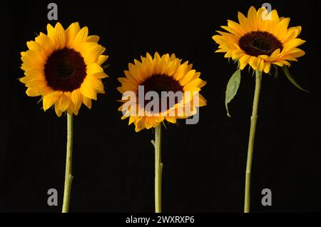 Trois tournesols jaunes sur fond noir. Nuit mabye. Banque D'Images