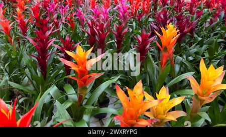 Groupe coloré de magnifiques plantes tropicales de fleurs de Guzmanias Banque D'Images