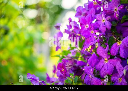 Clematis Cascade : délicates fleurs ornent la vigne dans une émeute de couleur Banque D'Images