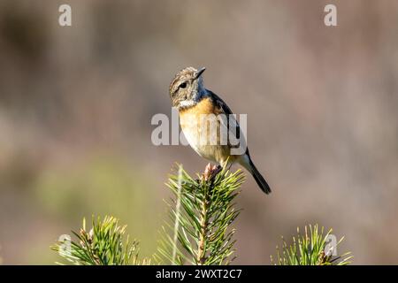 Mâle Stonechat, Saxicola torquata perché au sommet d'un arbre au printemps dans le Sussex, Royaume-Uni Banque D'Images