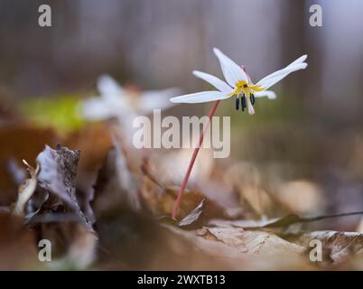 Fleur de dent de chien fleurissant sur le sol de la forêt dans des endroits sombres Banque D'Images