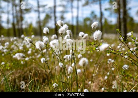 gros plan de fleurs d'herbe de coton dans les marais Banque D'Images