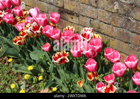Tulipes vertigineuses contre le mur de briques antique Banque D'Images