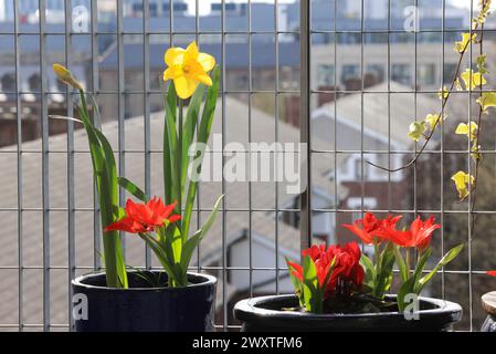 Ampoules de printemps sur un balcon de Londres, Royaume-Uni Banque D'Images