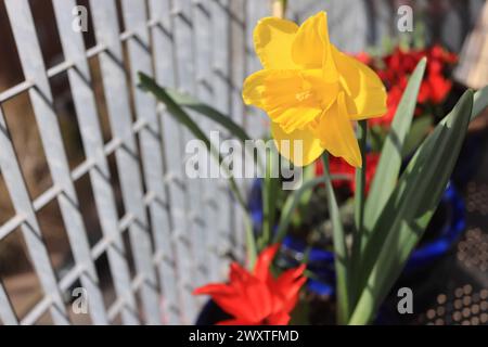 Ampoules de printemps sur un balcon de Londres, Royaume-Uni Banque D'Images