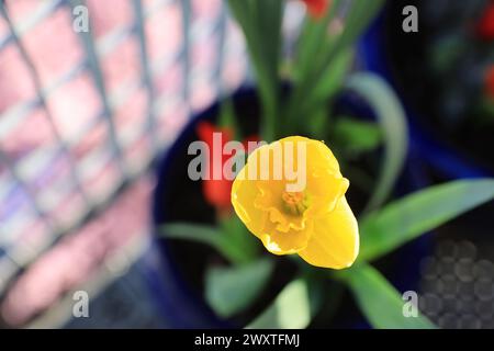Ampoules de printemps sur un balcon de Londres, Royaume-Uni Banque D'Images