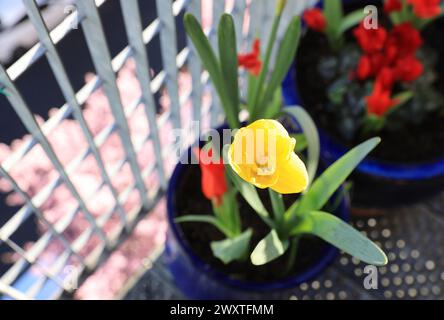 Ampoules de printemps sur un balcon de Londres, Royaume-Uni Banque D'Images