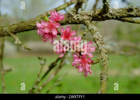 fleur de printemps rose floraison sur le pêcher prunus persica dans le jardin rural zala comté hongrie Banque D'Images