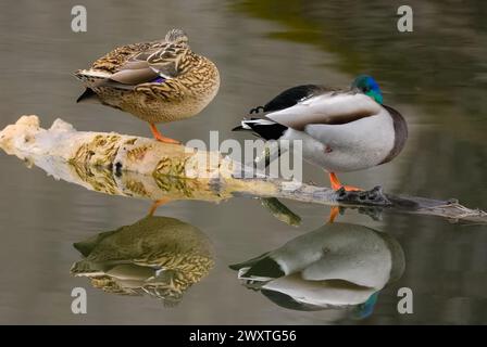 Canards colverts, Anas platyrhynchos couple mâle, drake et femelle reposant sur le vieux bois dans le lac. Avec bec en plumes. Trencin, Slovaquie Banque D'Images