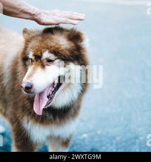 Gros plan portrait gros chien Malamute blanc brun d'Alaska. Vieille dame main prend soin de l'animal de compagnie Banque D'Images