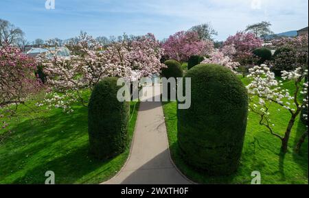 Le magnolia fleurit à Wilhelma Stuttgard. Baden Wuertemberg, Allemagne, Europe Banque D'Images