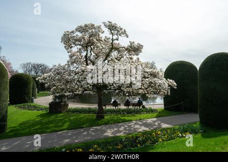 Le magnolia fleurit à Wilhelma Stuttgard. Baden Wuertemberg, Allemagne, Europe Banque D'Images