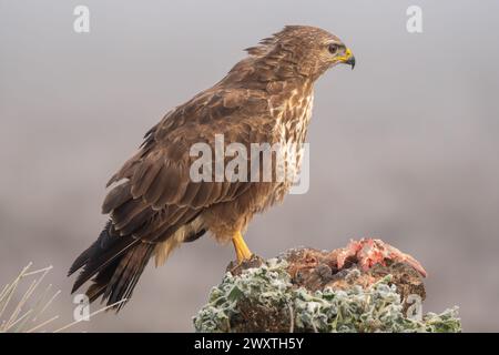 Beau portrait d'une buzzard en totale liberté avec végétation dans un champ en Espagne par une journée de brouillard dense Banque D'Images