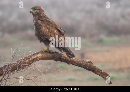 Beau portrait d'une buzzard en totale liberté avec végétation dans un champ en Espagne par une journée de brouillard dense Banque D'Images