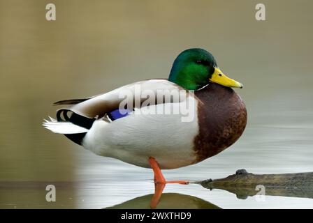 Canard colvert, mâle Anas platyrhynchos assis sur le bois dans le lac. Vue latérale, gros plan. Arrière-plan clair flou. Zamarovce, Slovaquie Banque D'Images