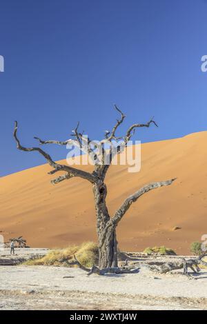 Photo d'un arbre mort dans la salière Deadvlei dans le désert du Namib devant les dunes de sable rouge dans la lumière du matin en été Banque D'Images