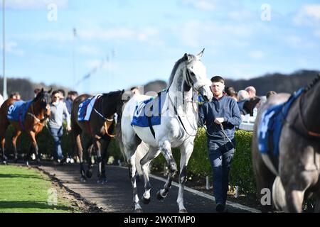 Racehorse GRIS BRUMEUX - XI championnats tous temps Banque D'Images