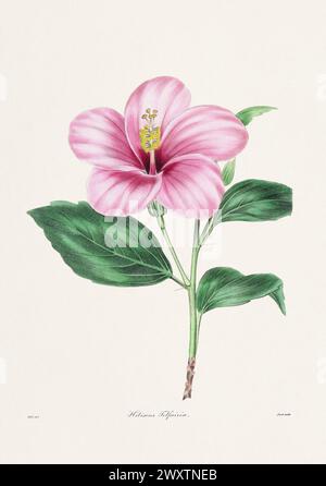 Rose. Illustration de fleur colorée. Art botanique vintage Circa 1836 Banque D'Images