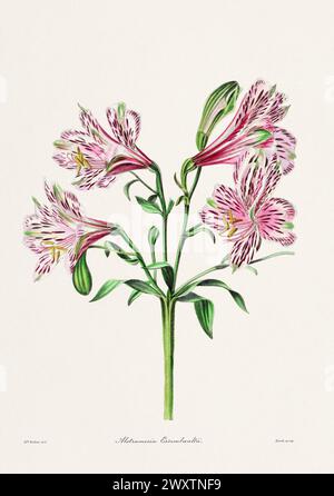 Rose. Illustration de fleur colorée. Art botanique vintage Circa 1836 Banque D'Images