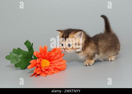 Un petit chaton écossais à pattes courtes renifle une fleur sur un fond gris. Banque D'Images