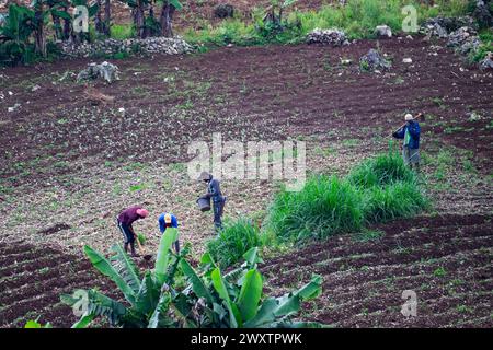 Malgré la situation apparemment désespérée à Port-au-Prince, en Haïti, certains fermiers courageux dévoltent encore une nouvelle agriculture dans le domaine écologique Banque D'Images