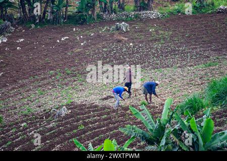 Malgré la situation apparemment désespérée à Port-au-Prince, en Haïti, certains fermiers courageux dévoltent encore une nouvelle agriculture dans le domaine écologique Banque D'Images