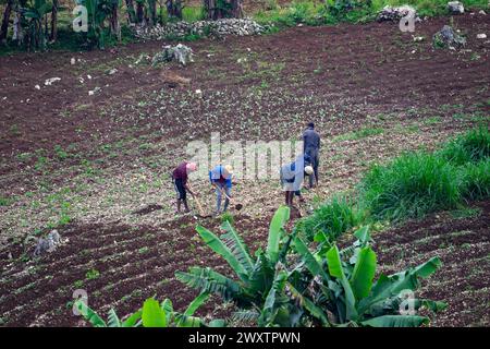 Malgré la situation apparemment désespérée à Port-au-Prince, en Haïti, certains fermiers courageux dévoltent encore une nouvelle agriculture dans le domaine écologique Banque D'Images