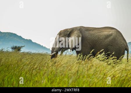 Un jeune éléphant musth isolés dans les hautes herbes de pâturage dans une réserve naturelle en Afrique Banque D'Images