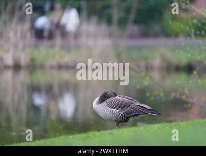 Hambourg, Allemagne. 02 avril 2024. Une oie sauvage repose sur la rive d'un étang dans un parc. Crédit : Marcus Brandt/dpa/Alamy Live News Banque D'Images