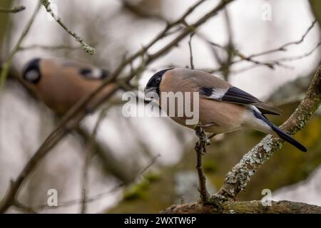 Eurasian Bullfinch - Pyrrhula pyrrhula, beau petit oiseau passereau coloré des forêts, forêts et jardins européens, Zlin, République tchèque. Banque D'Images