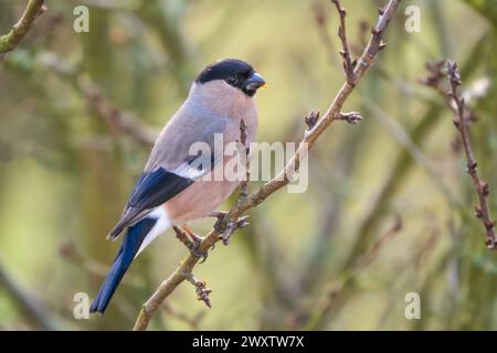 Eurasian Bullfinch - Pyrrhula pyrrhula, beau petit oiseau passereau coloré des forêts, forêts et jardins européens, Zlin, République tchèque. Banque D'Images