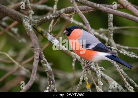 Eurasian Bullfinch - Pyrrhula pyrrhula, beau petit oiseau passereau coloré des forêts, forêts et jardins européens, Zlin, République tchèque. Banque D'Images