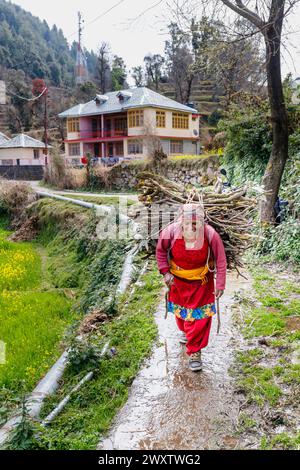 Un villageois souriant transporte une grande et lourde charge de branches coupées sur un chemin de montagne dans le village de Naddi, célèbre pour ses vues sur la chaîne de Dhauladhar Banque D'Images