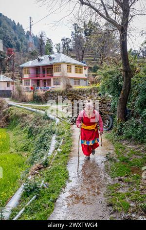 Un villageois souriant transporte une grande et lourde charge de branches coupées sur un chemin de montagne dans le village de Naddi, célèbre pour ses vues sur la chaîne de Dhauladhar Banque D'Images